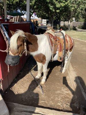 Pony rides pumpkin patch