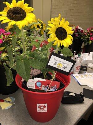 Community plants from Smile Doctors!! Thank you Home Depot & Teresa Hogan for guiding me to the right place!!