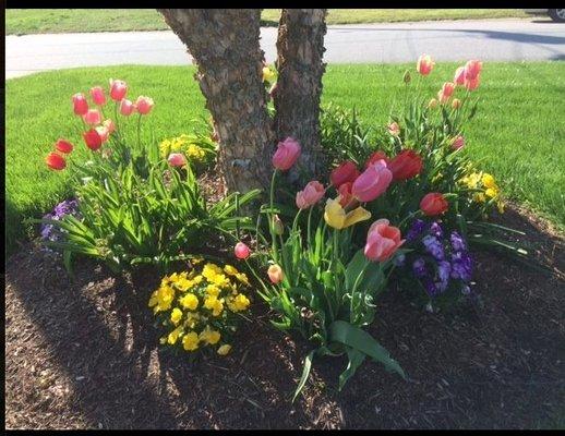 What is more beautiful than a well prepared, healthy green lawn to accent spring time tulips?