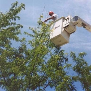 Arbor Masters Tree Service