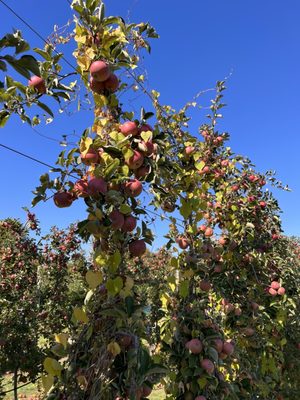 Apple picking