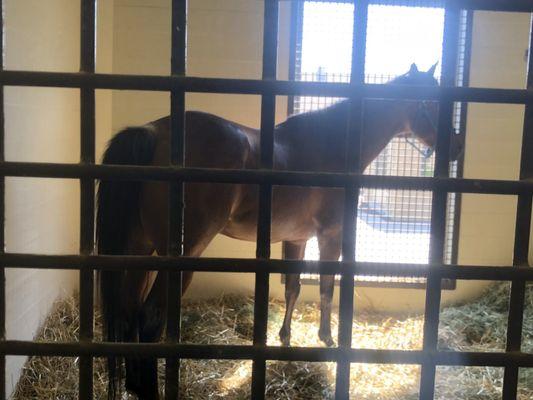 Stalls are very nice and exceptionally clean and bedded