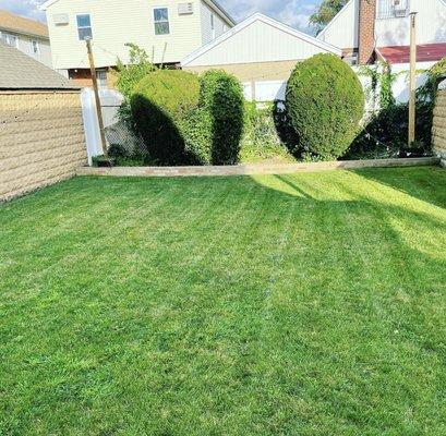 Straight lines using a lawn boy mower not the rider to leave big bulking lines on your beautiful lawn.