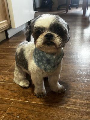 Hurley after his grooming session with Jen