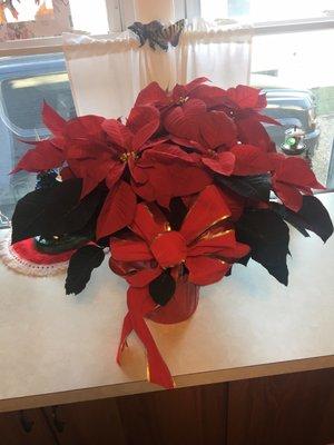 Spectacular Poinsettia.