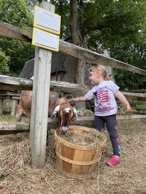 One of our favorite visitors coming to hang out with Lottie.