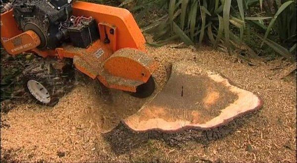 Stump grinding - Professional stump grinding - Roots be gone - new tree installation- W.G. Arborist Consultants