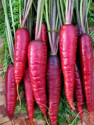 Dragon Carrot Seeds