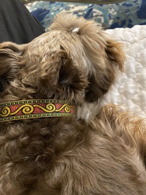 Hazel and her beautiful collar