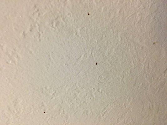 Bed bugs. Bed bug fecal matter. Blood stain spot. I still don't know if it's mine or not.