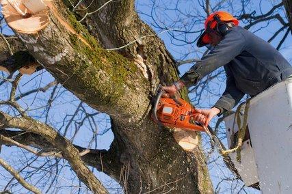 Fort Myers Tree Service