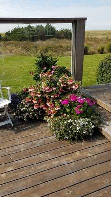 Patio and deck flowers