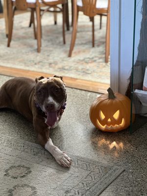 Sweet handicapable pit bull mix showing off her holiday spirit