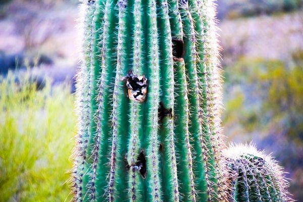 Saguaro Cactus
Vulture Mine Rd, Wickenburg AZ
--2024