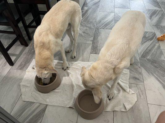 Dinner time ! Drop in visit or dog walking services I can feed your pups then walk them.