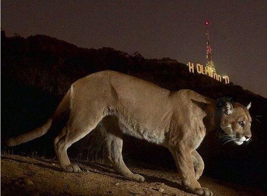 P-22 in front of the Hollywood sign.