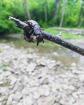 The rare pincher nope