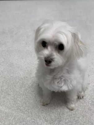 Pup approved carpet!