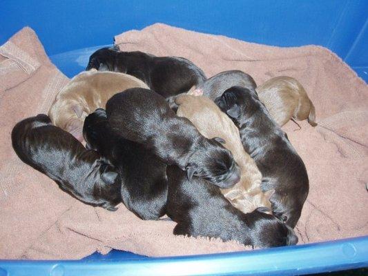 New Born Pups by C-Section