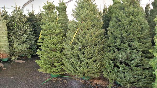 Noble, Nordman, and Grand Firs available