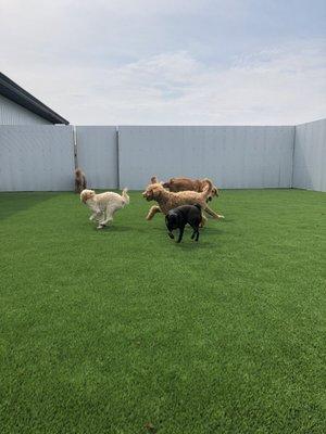 Daycare dogs playing.