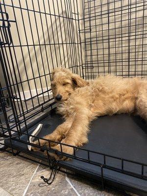 My puppy, sleeping in her crate after school