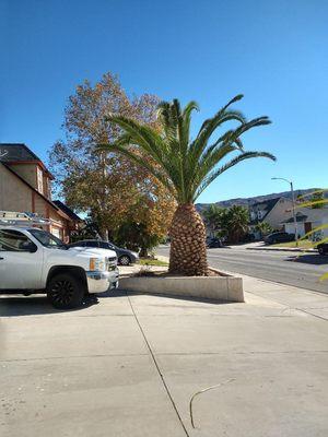 Date palm trimming.