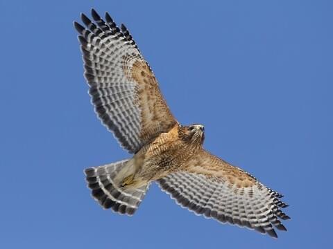 Hawk flying over Hawk Mountain Sanctuary