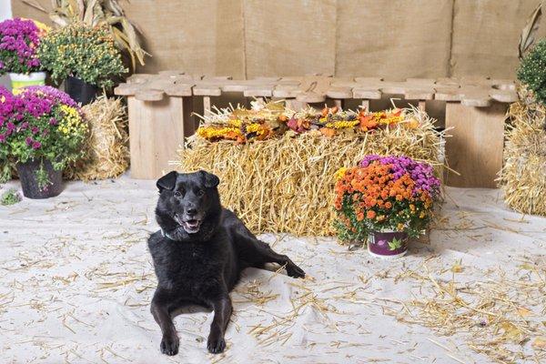 Ash's Thanksgiving pictures, courtesy of Laura Pea Photography