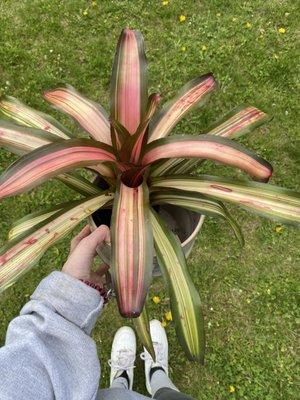 Neoregelia