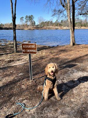 No swimming as Gators like snacks