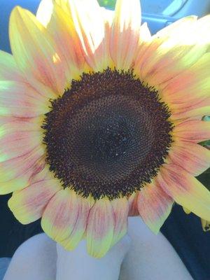 Such a gorgeous Sunflower!