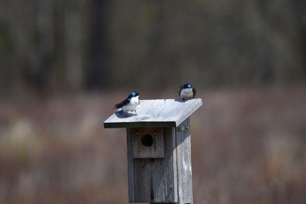 Great Swamp National Wildlife Refuge