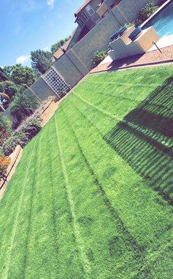 Freshly cut Rye grass that we installed