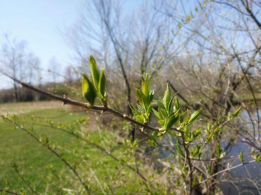 Spring is starting to blossom