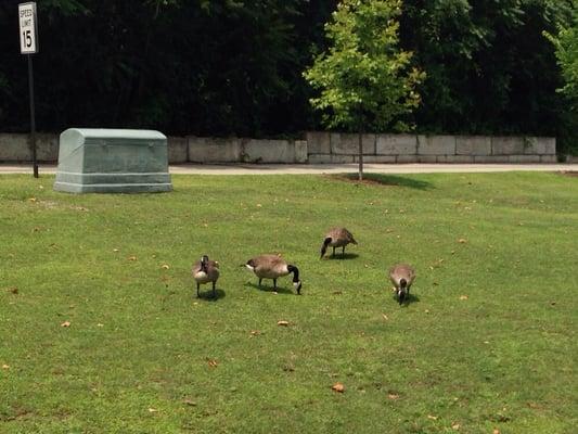 Canadian geese