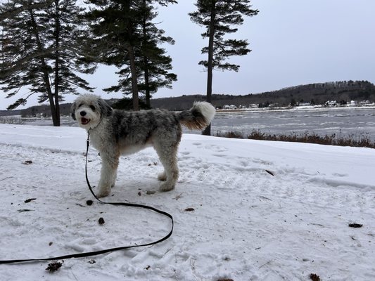 Atlantic K9 Training