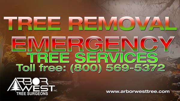 Experts in Tree Removal San Diego