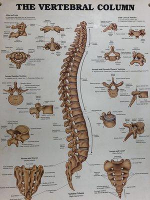 Spinal cord