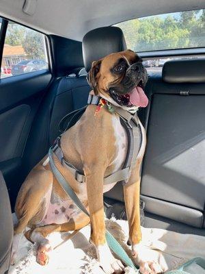 How happy is this guy after a bath at Indiana Bones?!