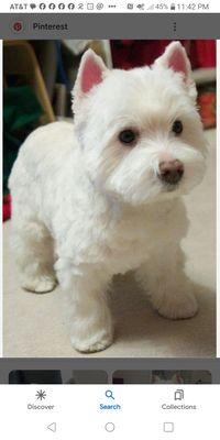 What a westie cut looks like.