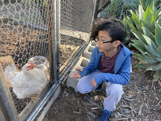 Bonding with a rescued hen