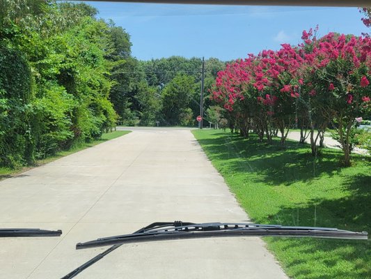 Gorgeous flowering trees along the exit path leading out of the resort