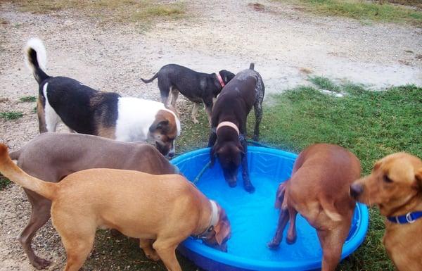 Hound Around Daycare