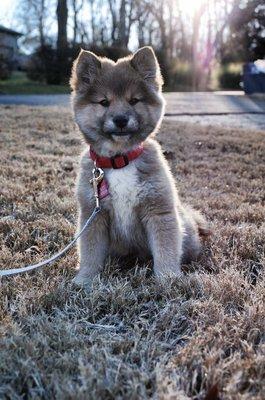 Our sweet Kitsune learning how to loose leash walk (no pulling) through Manhattan Beach Dog Walking.