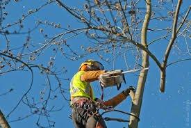 Marvin Tree Service. A fully licensed & insured tree company.