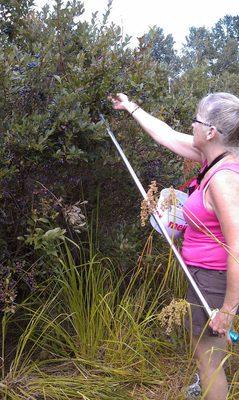 Picking over grown blueberries let Handy hand  help.