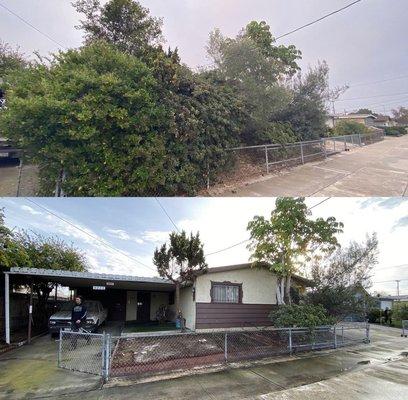 10+ Years of overgrowth cleaned up & trimmed back.