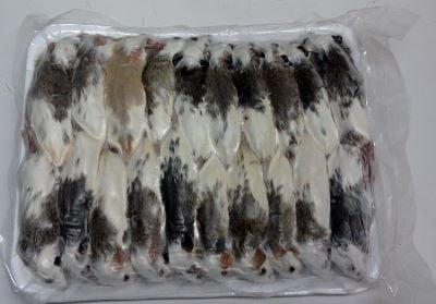 African Soft-fur Rats --Medium Size (30-50 grams)