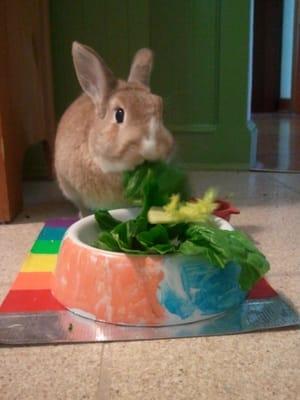 Yes, I do take care of bunnies! This is Daffodil enjoying his bowl of veggies.